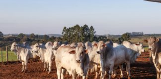 Feicorte reúne principais raças na cidade com o maior rebanho de bovinos do estado de São Paulo