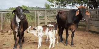 Seagri levará Programa “Mais Pecuária Brasil” para propriedades rurais no dia 10