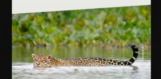 CAT SESI de Presidente Prudente recebe 32ª edição da mostra Ecocine