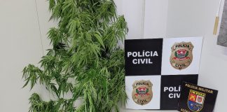 OPERAÇÃO SHOTGUN IV: Polícia Civil apreende pés de maconha e munições
