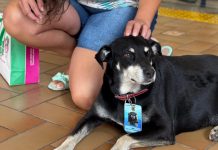 Vira-lata Lima faz parte da equipe de vigilância do AME de Presidente Prudente