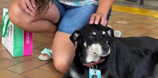 Vira-lata Lima faz parte da equipe de vigilância do AME de Presidente Prudente