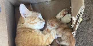 Homem é autuado em R$ 12 mil e preso por abandonar filhotes de gato em saco plástico