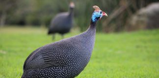 PRUDENTE: Justiça proíbe condominio Vale do Café a manter galinhas d’angôla contra escorpiões