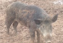 Homem que mantinha javaporco em sua propriedade é multado em R$ 2,2 mil