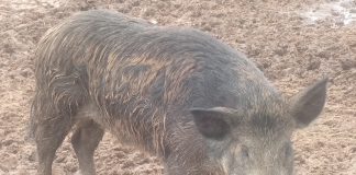Homem que mantinha javaporco em sua propriedade é multado em R$ 2,2 mil