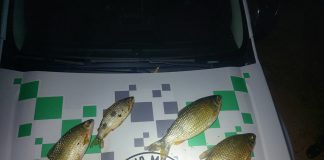 Homem é multado em R$ 1,1 mil por transporte ilegal de peixes em Paulicéia
