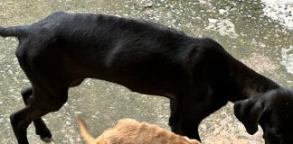 Prudentina de 37 anos é multada em R$ 6 mil por maus tratos a dois cachorros