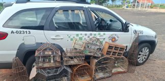 Dupla é autuada em R$ 36 mil por manter 25 aves silvestres em cativeiro no Parque Alexandrina