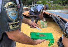 Polícia Rodoviária de Pirapozinho prende motorista que transportava 2,1 toneladas de maconha em bi-trem