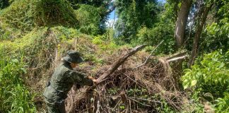 Sitiante é multado em R$ 3 mil por derrubar vegetação nativa em Irapuru
