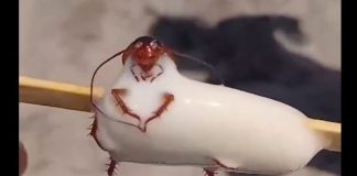 PICOLE DE BARATA: Banhista do RJ faz vídeo e se revolta com sorvete vendido na praia