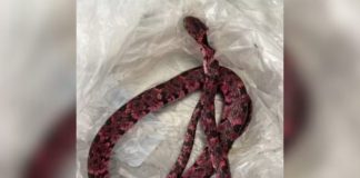 Homem tenta engolir cobra, mas vomita o animal no Ceará