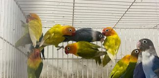 Loja prudentina é autuada em R$ 19,4 mil por comercializar pássaros sem licença ambiental