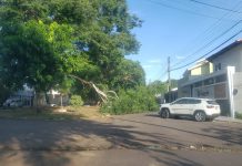 Galho gigante cai e interdita rua no Jardim das Rosas