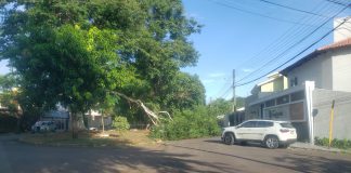 Galho gigante cai e interdita rua no Jardim das Rosas