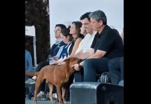 Tarcísio sanciona lei que proíbe manter animais em correntes em SP