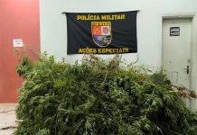 BAEP descobre plantação com 235 pés de Cannabis no Parque dos Pinheiros