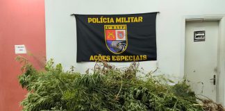 BAEP descobre plantação com 235 pés de Cannabis no Parque dos Pinheiros