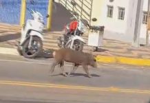 Vídeo de porco circulando no centro de Lucélia viraliza nas redes sociais