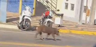 Vídeo de porco circulando no centro de Lucélia viraliza nas redes sociais
