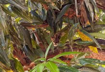 VÍDEO: Onça é capturada com sedativo em cima de árvore de residência em Rosana