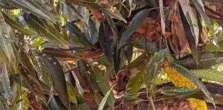 VÍDEO: Onça é capturada com sedativo em cima de árvore de residência em Rosana