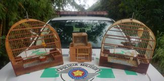 Homem de 60 anos é multado em R$ 3 mil por manter em cativeiro aves silvestres em Lucélia