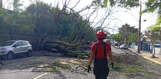 VÍDEO: Árvore cai e interdita avenida no Jardim Morumbi