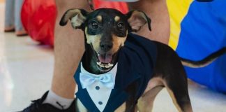 ANIMAIS DE RUA: Um lembrete de amor, cuidado e responsabilidade no dia mundial