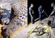 VÍDEO: Onça que devorou caseiro no Pantanal de MS é capturada