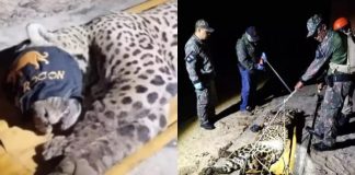 VÍDEO: Onça que devorou caseiro no Pantanal de MS é capturada