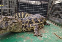 VÍDEO: Jacaré-do-Papo-Amarelo é capturado em rua de Irapuru