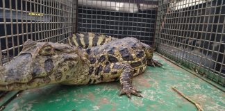 VÍDEO: Jacaré-do-Papo-Amarelo é capturado em rua de Irapuru