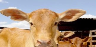 Em um ano, preços do bezerro sobem mais que os do boi gordo em Presidente Prudente