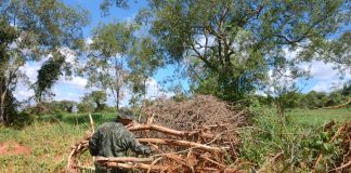Mulher de 80 anos é multada em R$ 44 mil por derrubar 147 árvores nativas em sua propriedade