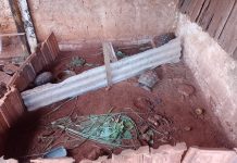 Jovem de 20 anos é multado em R$ 2.500 por manter jabutis em cativeiro