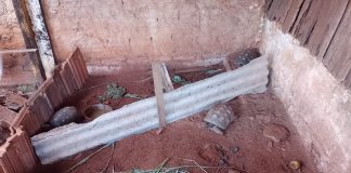 Jovem de 20 anos é multado em R$ 2.500 por manter jabutis em cativeiro