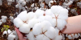 Indicador do algodão atinge maior patamar nominal desde março de 2024