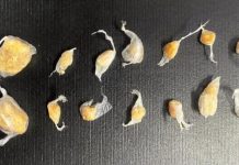 Polícia Militar prende homem por tráfico de drogas em Presidente Epitácio