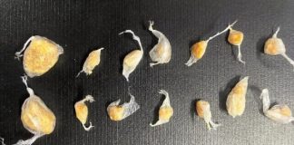 Polícia Militar prende homem por tráfico de drogas em Presidente Epitácio