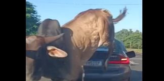 VÍDEO: Touro solto corre atrás de homem e atinge BMW em Ribeirão Preto