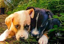 Zoonoses de Prudente anuncia novo plantão para chipagem de cães neste sábado no Parque Furquim