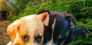 Zoonoses de Prudente anuncia novo plantão para chipagem de cães neste sábado no Parque Furquim