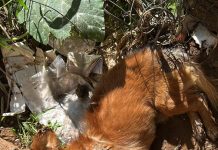 Faxineira de 62 anos é detida por maus-tratos a animais após cão morrer