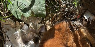 Faxineira de 62 anos é detida por maus-tratos a animais após cão morrer