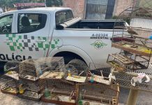 Homem é multado em R$ 6 mil por capturar e manter aves silvestres em cativeiro no Cremonese