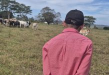 Polícia Civil prende em flagrante receptador de bovinos