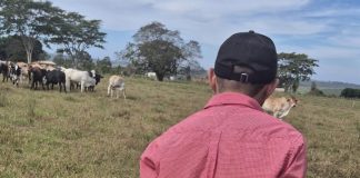 Polícia Civil prende em flagrante receptador de bovinos