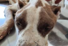 Abrigo de Animais de Prudente soma 300 ocorrências de possíveis maus-tratos só em 2025